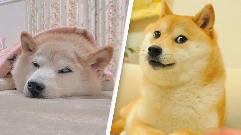 dogi