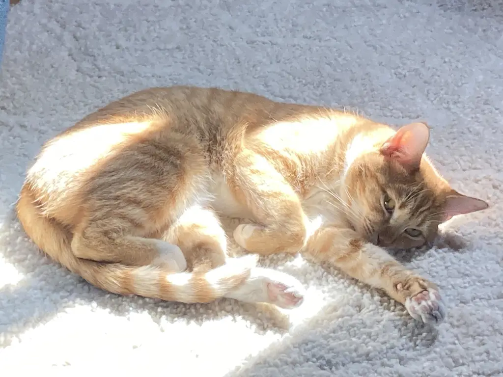 shy shy cat